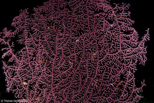 Representative image of Malacalcyonacea