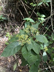 Palicourea pubescens