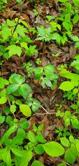 Sanicula smallii