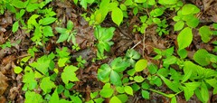 Sanicula smallii