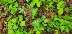 Sanicula smallii