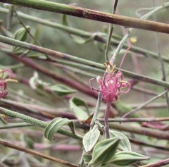 Gaura