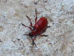 Lilioceris merdigera