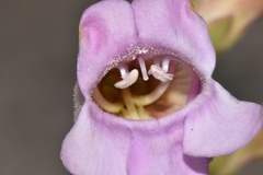 Penstemon floridus floridus