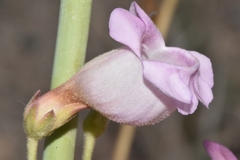 Penstemon floridus floridus