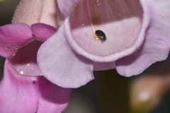 Penstemon floridus floridus