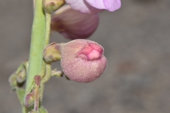 Penstemon floridus floridus