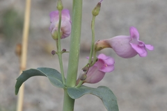 Penstemon floridus floridus