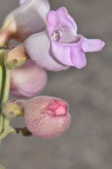 Penstemon floridus floridus