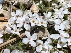 Linanthus caespitosus