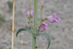Penstemon floridus floridus