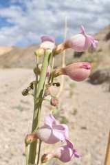 Penstemon floridus floridus