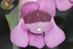 Penstemon floridus floridus