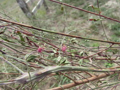Gaura