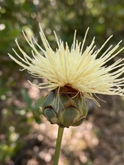 Rhaponticoides africana