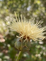 Rhaponticoides africana