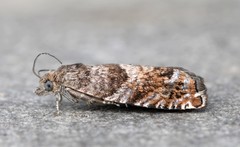Epinotia solicitana