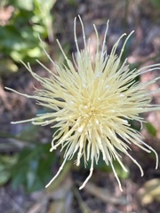 Rhaponticoides africana