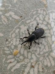 Odoiporus longicollis