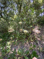 Rhaponticoides africana