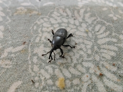 Odoiporus longicollis