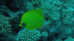 Chaetodon semilarvatus