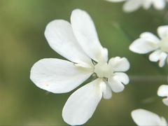 Daucus muricatus