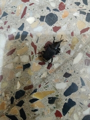 Odoiporus longicollis