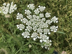 Daucus muricatus