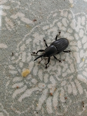 Odoiporus longicollis