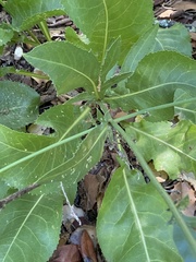 Rhaponticoides africana