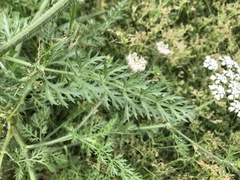 Daucus muricatus