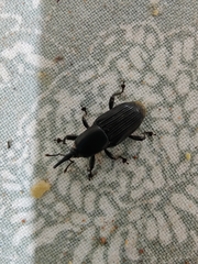 Odoiporus longicollis