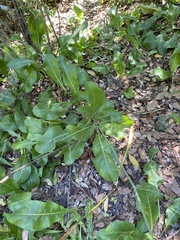 Rhaponticoides africana