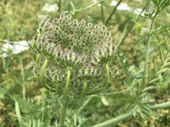 Daucus muricatus