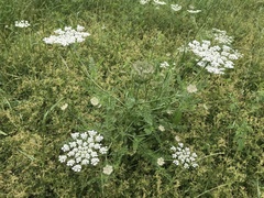 Daucus muricatus