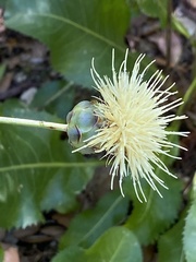 Rhaponticoides africana