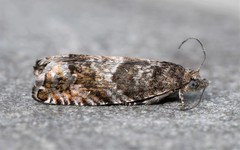 Epinotia solicitana