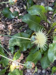 Rhaponticoides africana