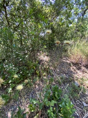 Rhaponticoides africana