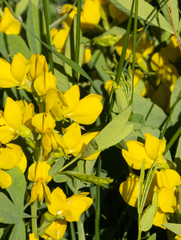 Thermopsis divaricarpa