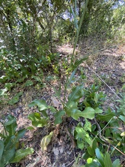 Rhaponticoides africana