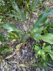 Rhaponticoides africana