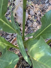 Rhaponticoides africana