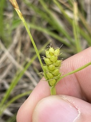 Carex conoidea