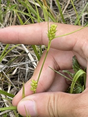 Carex conoidea