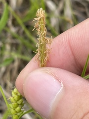 Carex conoidea