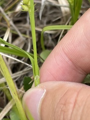 Carex conoidea