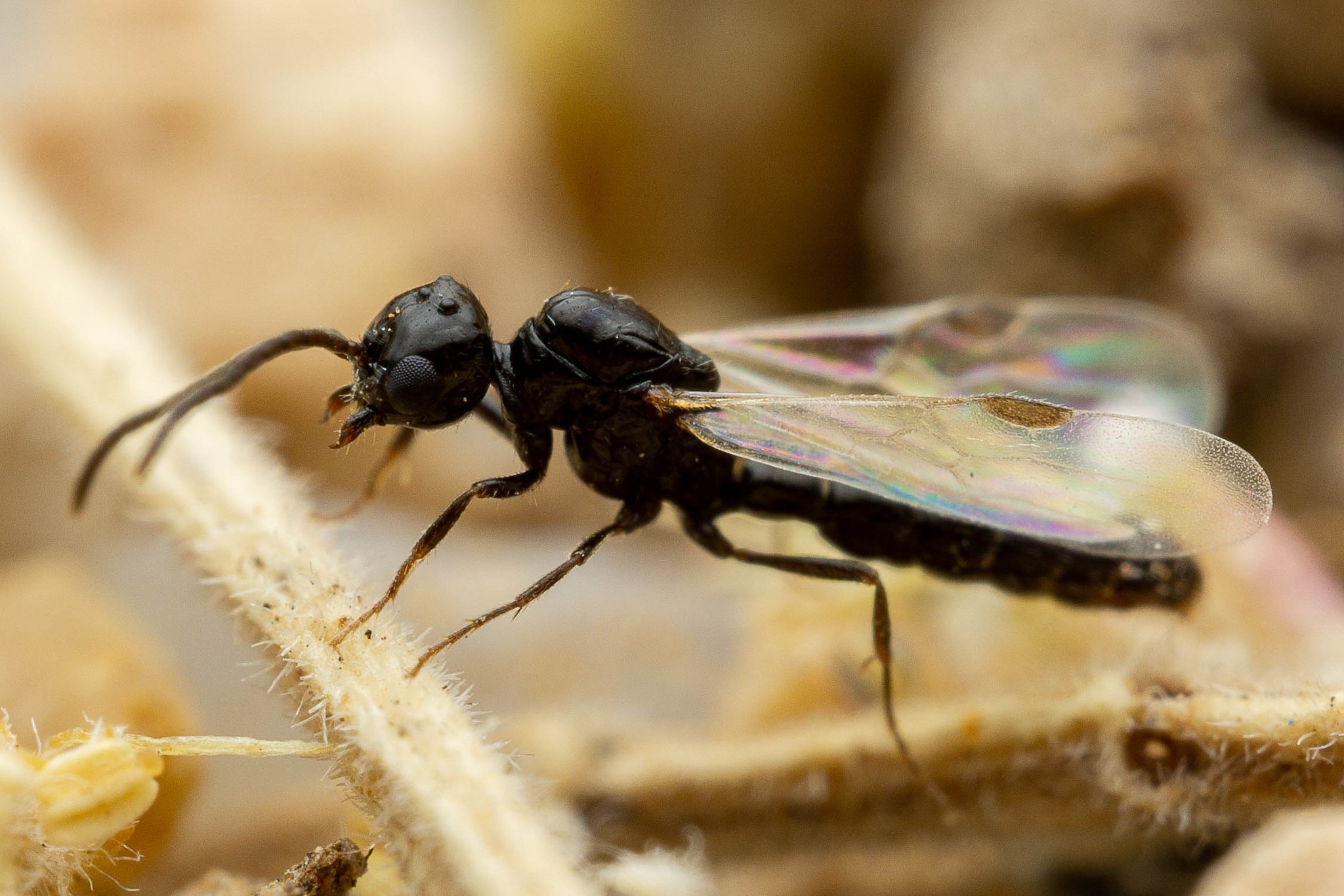 Acanthostichus