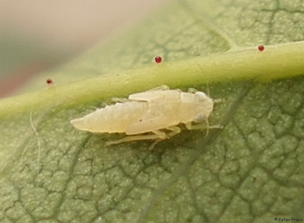 Leafhopper